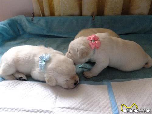 拉布拉多猎犬:是天使也是恶魔