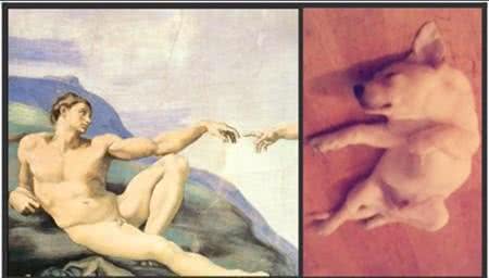 拉布拉多猎犬:是天使也是恶魔