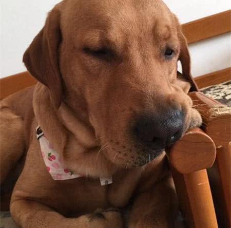 拉布拉多猎犬:是天使也是恶魔