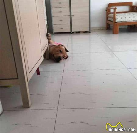 拉布拉多猎犬:是天使也是恶魔