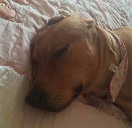 拉布拉多猎犬:是天使也是恶魔