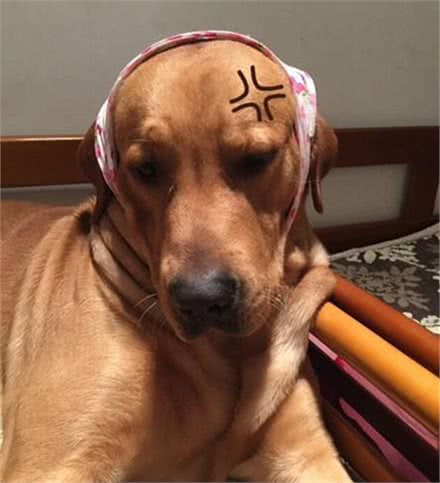 拉布拉多猎犬:是天使也是恶魔