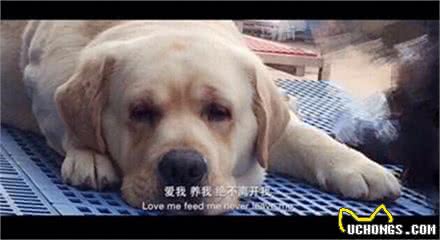 拉布拉多猎犬:是天使也是恶魔