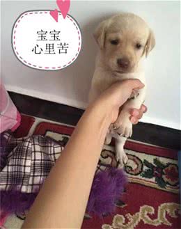 拉布拉多猎犬:是天使也是恶魔