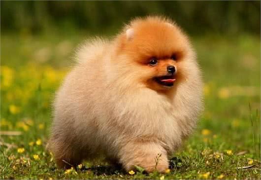 纯种博美犬的特点