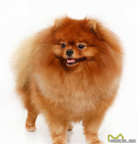 纯种博美犬的特点