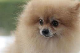 纯种博美犬的特点