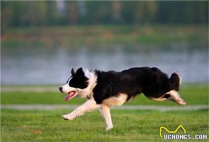 边境牧羊犬怎么养?饲养边境牧犬应注意哪些事项?