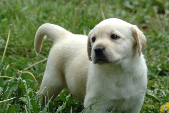 性格温顺的拉布拉多，比较适合做伴侣犬，这些特性你家狗子有吗?