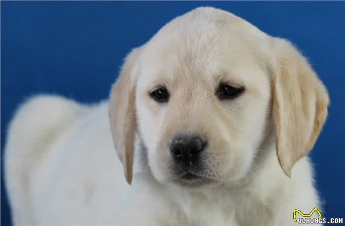 性格温顺的拉布拉多，比较适合做伴侣犬，这些特性你家狗子有吗?