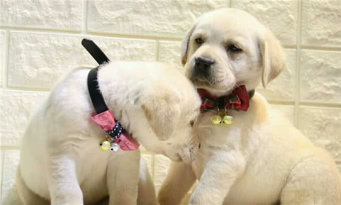 性格温顺的拉布拉多，比较适合做伴侣犬，这些特性你家狗子有吗?