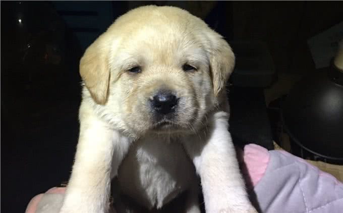 性格温顺的拉布拉多，比较适合做伴侣犬，这些特性你家狗子有吗?