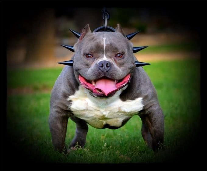 养狗就要养下面的，公认无攻击性