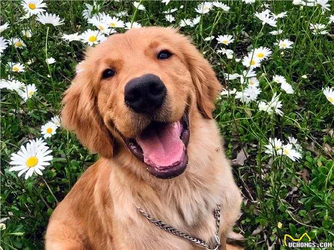 养狗就要养下面的，公认无攻击性