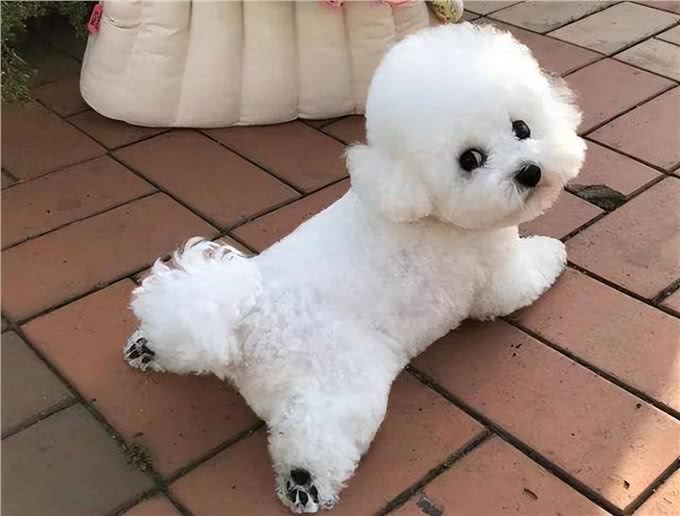 养狗就要养下面的，公认无攻击性