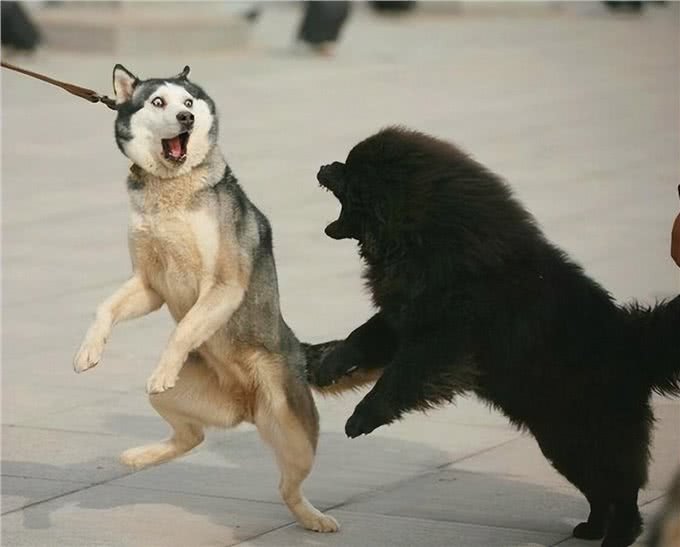 养狗就要养下面的，公认无攻击性