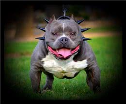 养狗就要养下面的，公认无攻击性