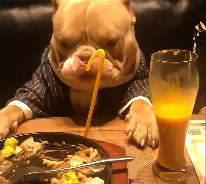 俗话说养狗能改命?原来是有科学依据的，不忽悠你