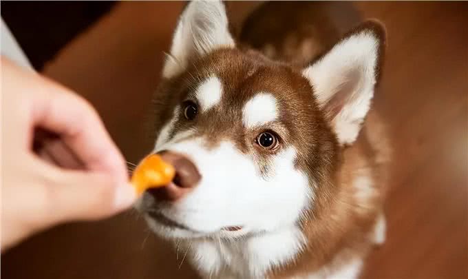 俗话说养狗能改命?原来是有科学依据的，不忽悠你