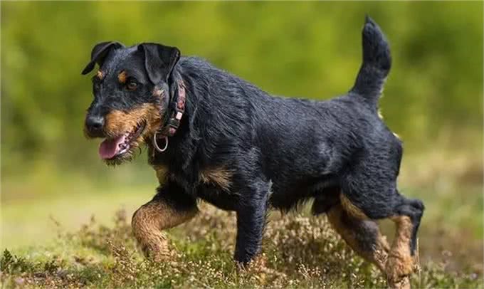 百科|德国猎梗，能量爆表的战斗猎犬