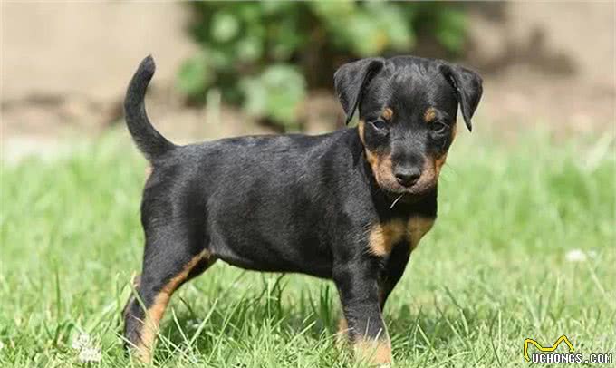 百科|德国猎梗，能量爆表的战斗猎犬