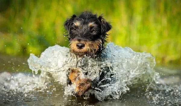 百科|德国猎梗，能量爆表的战斗猎犬