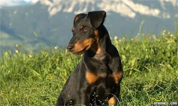 百科|德国猎梗，能量爆表的战斗猎犬