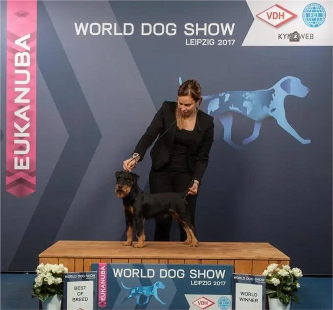 百科|德国猎梗，能量爆表的战斗猎犬