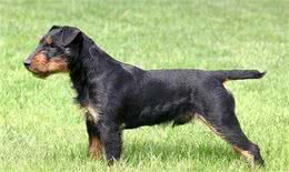 百科|德国猎梗，能量爆表的战斗猎犬