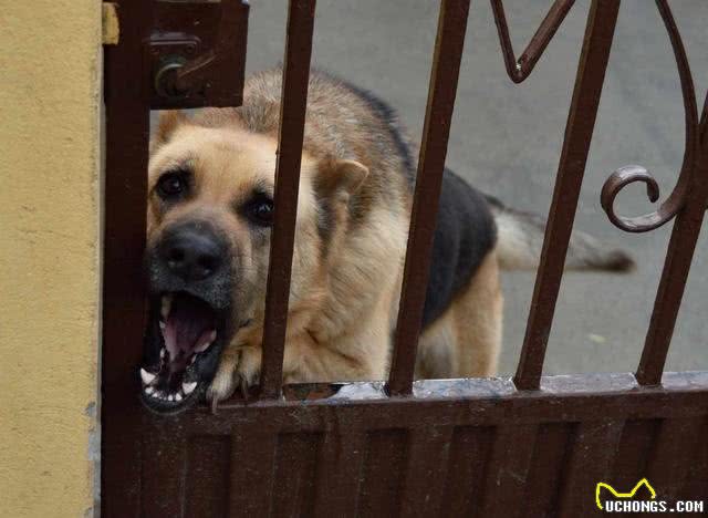 狗狗听到门铃狂吠不止?大声呵斥它只会更兴奋!如何让它不再乱叫