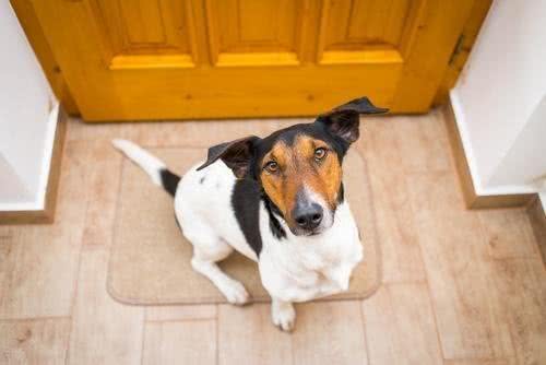 狗狗听到门铃狂吠不止?大声呵斥它只会更兴奋!如何让它不再乱叫