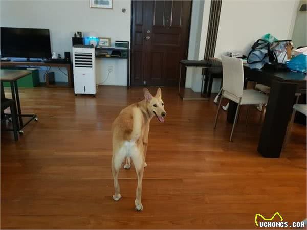 狗狗听到门铃狂吠不止?大声呵斥它只会更兴奋!如何让它不再乱叫