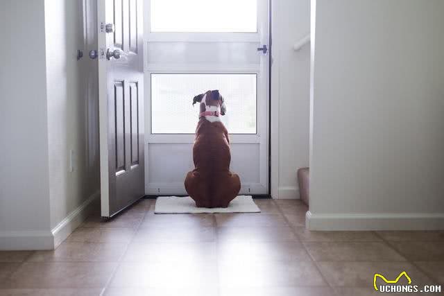 狗狗听到门铃狂吠不止?大声呵斥它只会更兴奋!如何让它不再乱叫