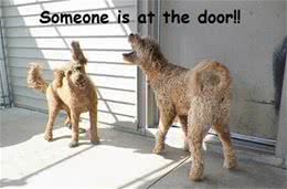 狗狗听到门铃狂吠不止?大声呵斥它只会更兴奋!如何让它不再乱叫