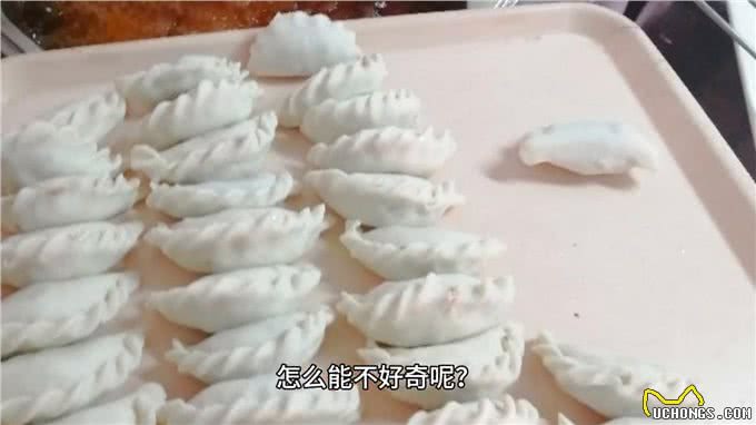 为什么狗子对屎情有独钟?—狗狗的心思都写在脸上了