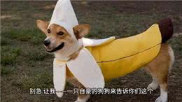 为什么狗子对屎情有独钟?—狗狗的心思都写在脸上了