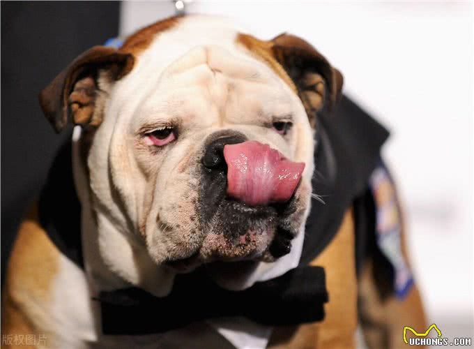 家中大狗养成记:6种可养大型犬推荐