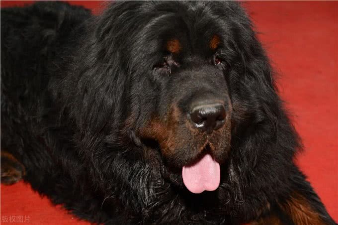 家中大狗养成记:6种可养大型犬推荐