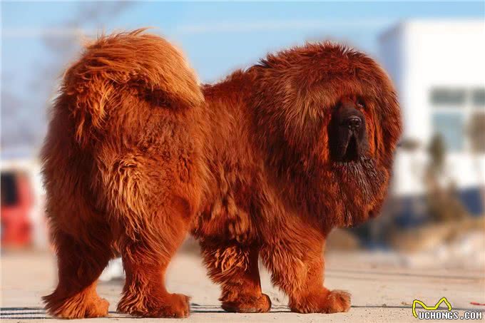 家中大狗养成记:6种可养大型犬推荐