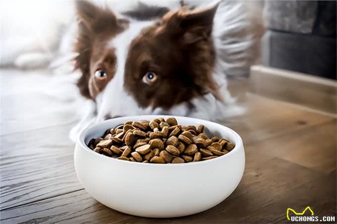 狗狗的无声告白：解读它们身体不适的5大信号