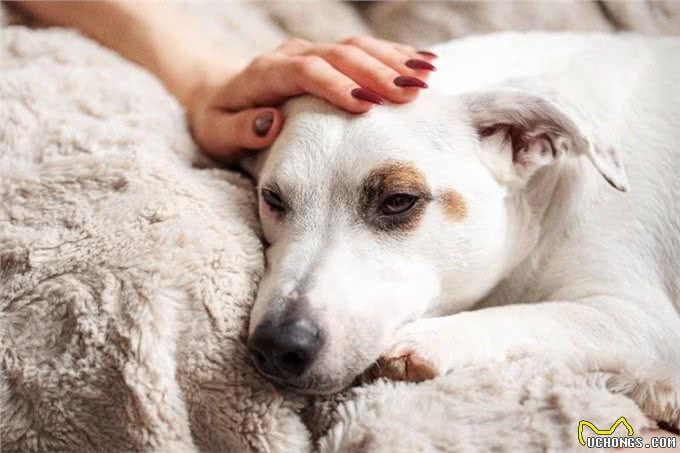 狗狗的无声告白：解读它们身体不适的5大信号