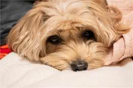 狗狗的无声告白：解读它们身体不适的5大信号