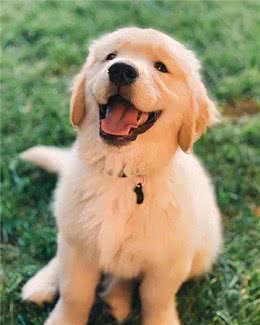 如何让金毛毛发更好看