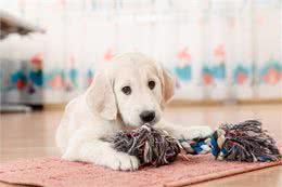 宠物店店主的经验总结：狗狗有泪痕怎么办?