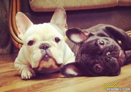 购买宠物狗时该如何选择