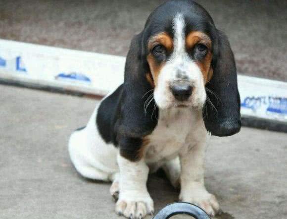 购买宠物狗时该如何选择