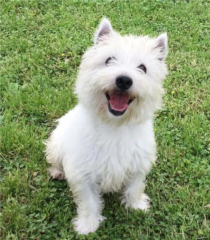 购买宠物狗时该如何选择