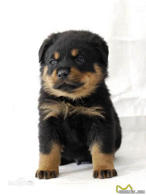 购买宠物狗时该如何选择