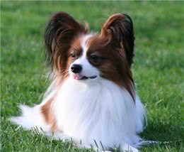 购买宠物狗时该如何选择