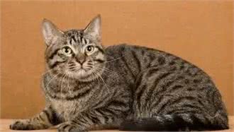 猫的种类讲解